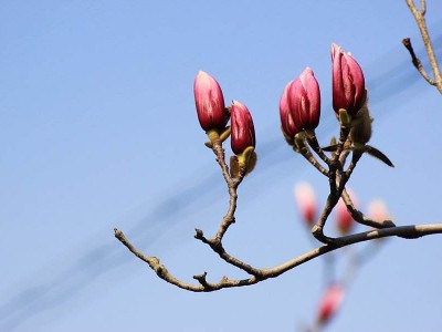 早春三月，压电写真机维护保养的须知技巧